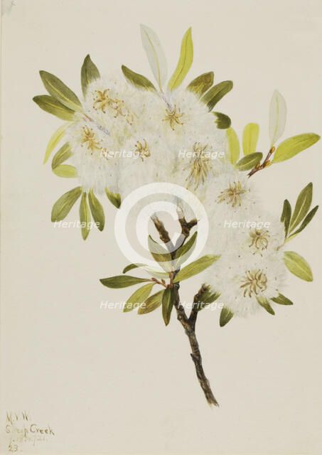 Drummond Willow (Salix drummondiana), 1921. Creator: Mary Vaux Walcott.