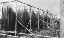 Drying nets, between c1900 and c1930. Creator: Unknown