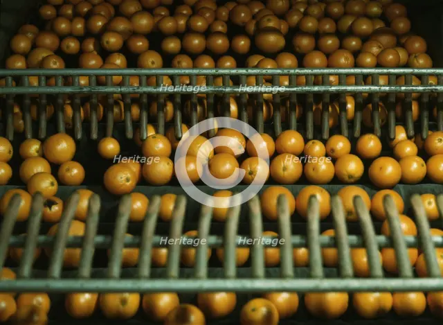 Drying oranges at a co-op orange packing plant, Redlands, Calif., 1943. Creator: Jack Delano.