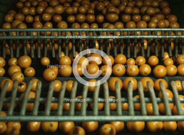 Drying oranges at a co-op orange packing plant, Redlands, Calif., 1943. Creator: Jack Delano.