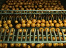 Drying oranges at a co-op orange packing plant, Redlands, Calif., 1943. Creator: Jack Delano