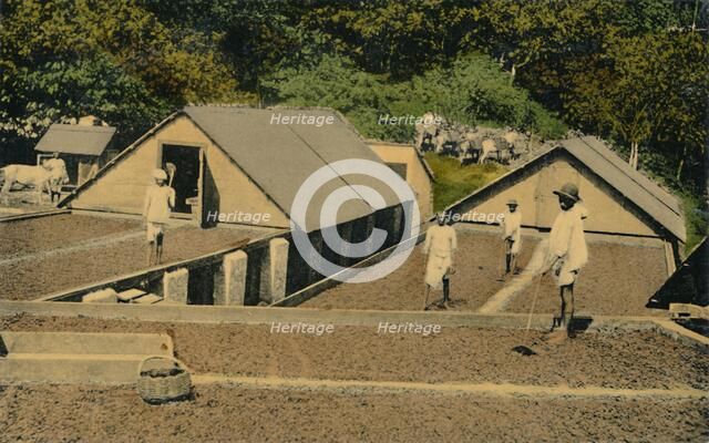 'Drying Cacao, Trinidad, B.W.I.', early 20th century. Creator: Unknown.