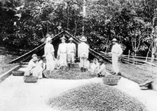 Drying cocoa, Trinidad, c1900s