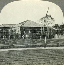 Drying Coffee in the Sun, State of Sao Paulo, Brazil c1930s. Creator: Unknown