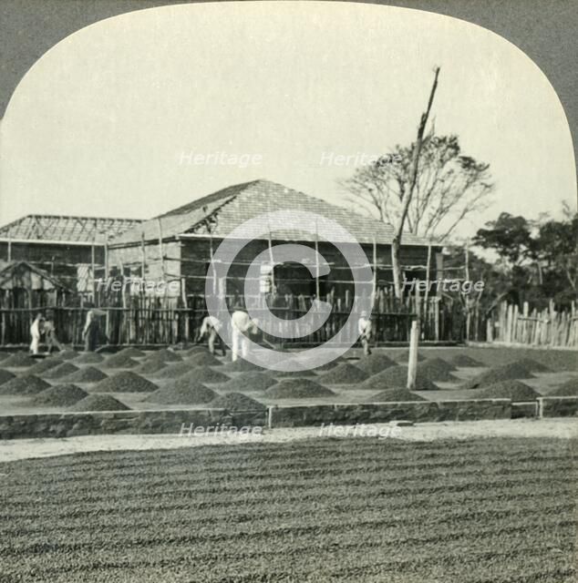 'Drying Coffee in the Sun, State of Sao Paulo, Brazil', c1930s. Creator: Unknown.