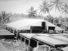Drying copra, Solomon Island, Fiji, 1905