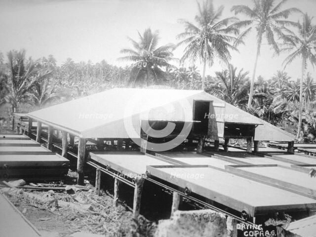Drying copra, Solomon Island, Fiji, 1905. Artist: Unknown
