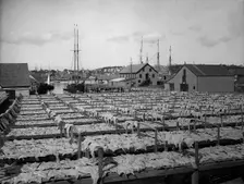 Drying fish, Gloucester, Mass., c1906. Creator: Unknown