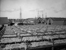 Drying fish, Gloucester, Mass., c1906. Creator: Unknown