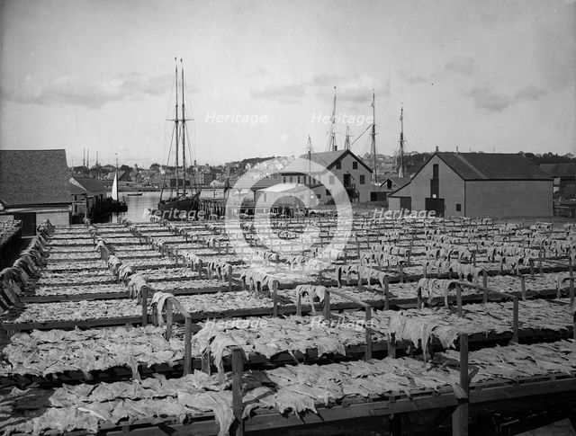 Drying fish, Gloucester, Mass., c1906. Creator: Unknown.
