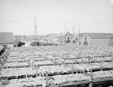 Drying fish, Gloucester, Mass., c1906. Creator: Unknown