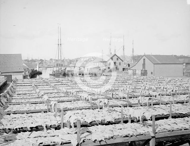 Drying fish, Gloucester, Mass., c1906. Creator: Unknown.