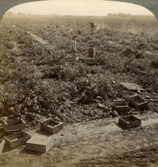 Drying raisins, Fresno, San Joaquin Valley, California, USA.Artist: Underwood & Underwood