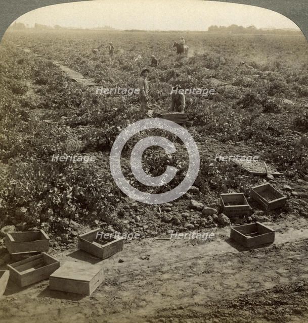 Drying raisins, Fresno, San Joaquin Valley, California, USA.Artist: Underwood & Underwood