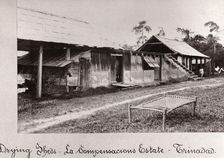 Drying sheds for cocoa, La Compensacions Estate, Trinidad, 1897
