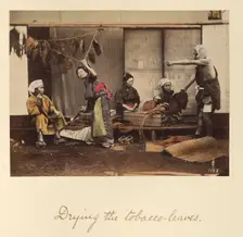 Drying the Tobacco Leaves, about 1873-1883. Creator: Shinichi Suzuki I