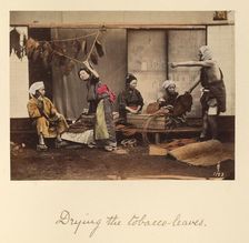 Drying the Tobacco Leaves, about 1873-1883. Creator: Shinichi Suzuki I