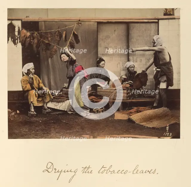 Drying the Tobacco Leaves, about 1873-1883. Creator: Shinichi Suzuki I.