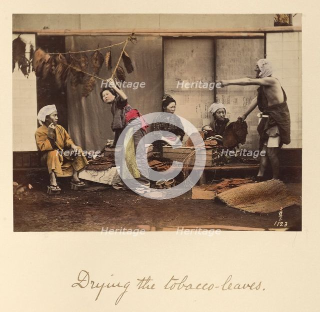 Drying the Tobacco Leaves, about 1873-1883. Creator: Shinichi Suzuki I.