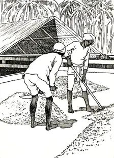 Drying the Cocoa 1912. Artist: Charles Robinson