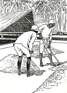 Drying the Cocoa 1912. Artist: Charles Robinson