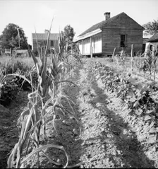 Drying up corn, Near Eutaw, Alabama, 1936. Creator: Dorothea Lange