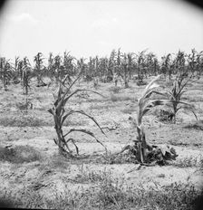 Drying up corn near Eutaw, Alabama, 1936. Creator: Dorothea Lange