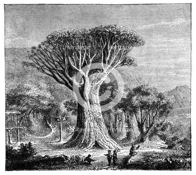 Dracona of Icod, Tenerife, Spain, c1900s. Artist: Unknown