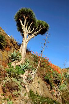 Dragon Tree, Anaga Mountains, Tenerife, 2007. Creator: Peter Thompson