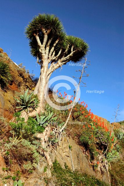 Dragon Tree, Anaga Mountains, Tenerife, 2007. Creator: Peter Thompson.