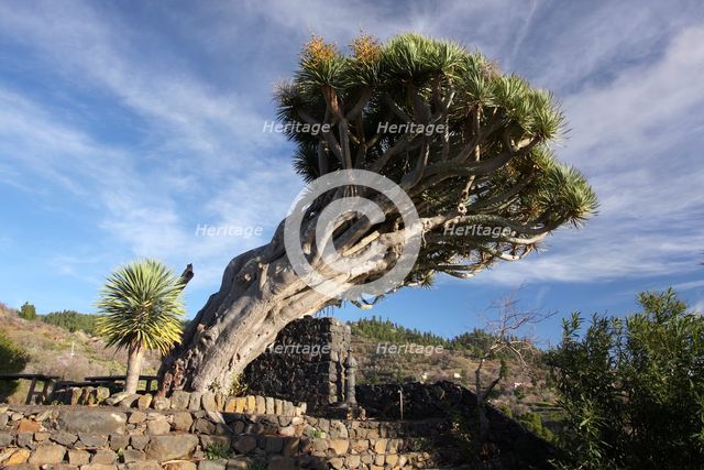 Dragon tree, La Palma, Canary Islands, Spain, 2009. Creator: Peter Thompson.