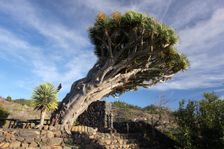 Dragon tree, La Palma, Canary Islands, Spain, 2009. Creator: Peter Thompson