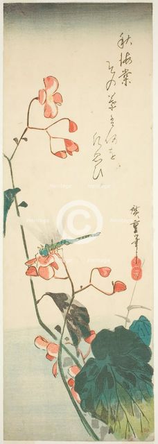 Dragonfly and begonia, 1830s. Creator: Ando Hiroshige.