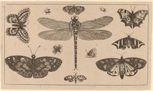 Dragonfly, Ladybirds, and Butterflies. Creator: Wenceslaus Hollar