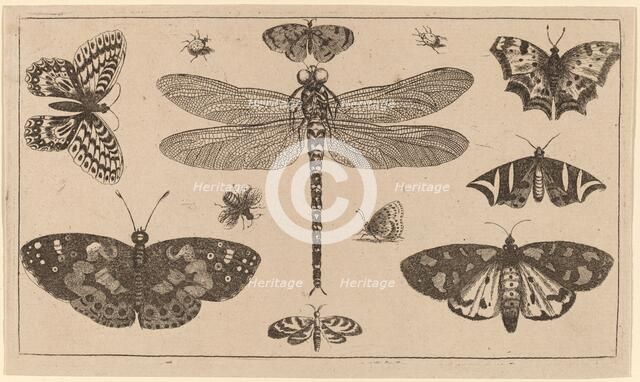 Dragonfly, Ladybirds, and Butterflies. Creator: Wenceslaus Hollar.