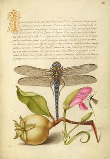 Dragonfly, Pear, Carnation, and Insect, 1561-1562; illumination added 15+E:K1-1596. Creator: Joris Hoefnagel
