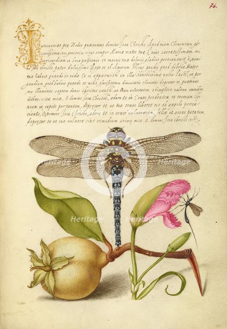 Dragonfly, Pear, Carnation, and Insect, 1561-1562; illumination added 15+E:K1-1596. Creator: Joris Hoefnagel.