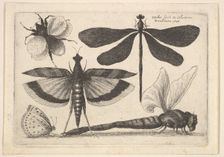 Dragonflies and a bumble bee, 1646. Creator: Wenceslaus Hollar