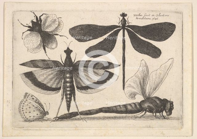 Dragonflies and a bumble bee, 1646. Creator: Wenceslaus Hollar.