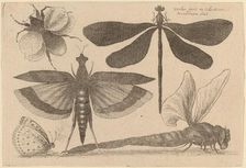 Dragonflies and a Bumble Bee, 1646. Creator: Wenceslaus Hollar