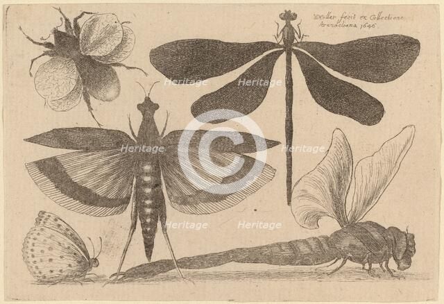Dragonflies and a Bumble Bee, 1646. Creator: Wenceslaus Hollar.