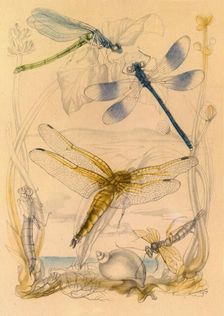 Dragonflies, c1930s, (1945). Creator: Vere Temple