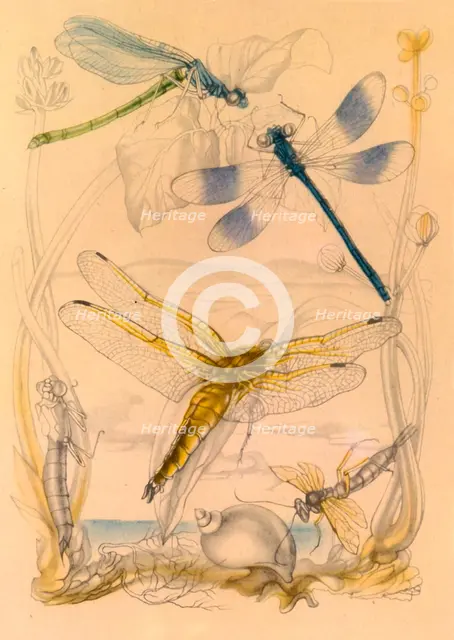 Dragonflies, c1930s, (1945). Creator: Vere Temple.