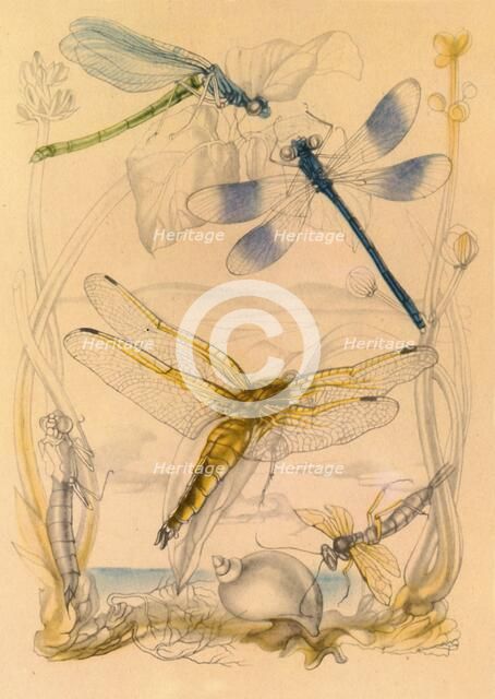 Dragonflies, c1930s, (1945). Creator: Vere Temple.