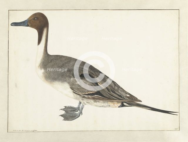 Drake Pintail, 1682. Creator: Rochus van Veen.