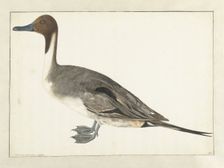 Drake Pintail, 1682. Creator: Rochus van Veen