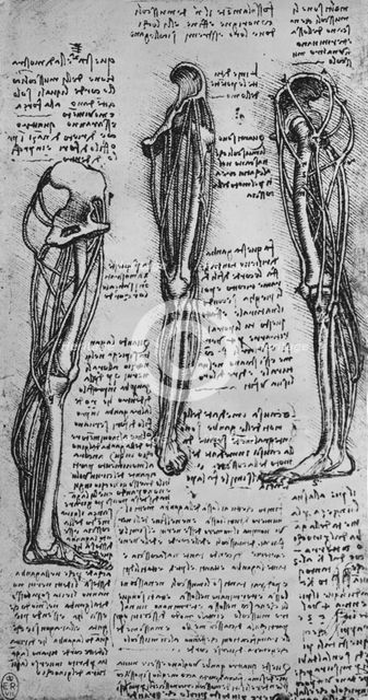 'Drawings of a Left Leg Showing Bones and Tendons', c1480 (1945). Artist: Leonardo da Vinci.