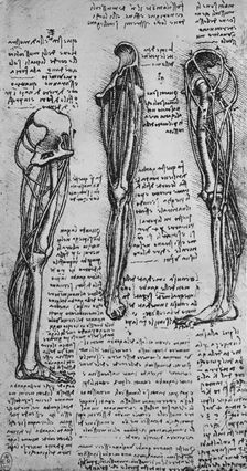 Drawings of a Left Leg Showing Bones and Tendons c1480 (1945). Artist: Leonardo da Vinci