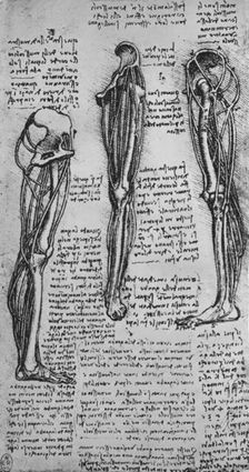 Drawings of a Left Leg Showing Bones and Tendons c1480 (1945). Artist: Leonardo da Vinci