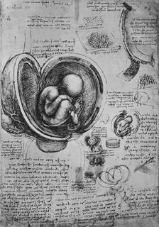 Drawings of an Embryo in the Uterus c1480 (1945). Artist: Leonardo da Vinci